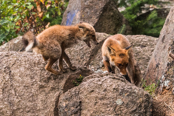 Red Fox jumping , Vulpes vulpes, wildlife scene from Europe. Orange fur coat animal in the nature habitat. Fox on the green forest meadow. Animal with long orange tail