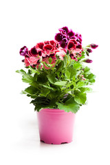 Colorful  Pelargonium flowers in flowerpot isolated on white