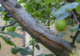 large frost cracks in the apple barrel close up