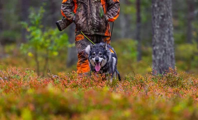Fotobehang Hunting dog seeking prey in the wild © RobertNyholm