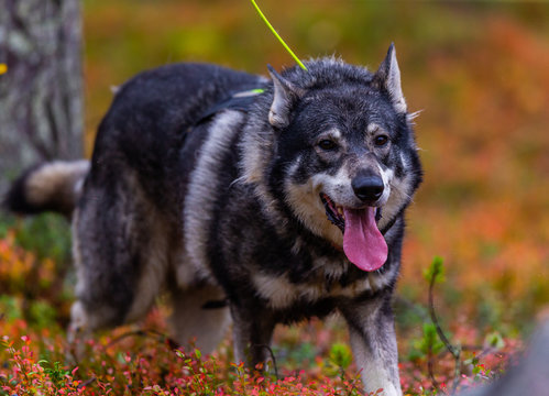 Hunting dog seeking prey in the wild