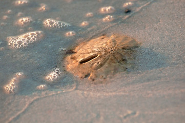 A delicate wave washes along a sand dollar (Clypeasteroida) in the sand along Barefoot Beach, Florida.