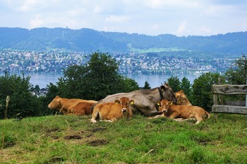Wiese in Zollikon in der Schweiz im Kanton Z&uuml;rich im Sommer