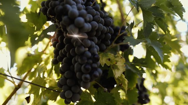 Valpolicella