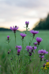 Purple flowers in a field (sunset)