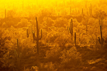 Yellow haze in late day backlights saguaro cactus plants in the Superstition Mountains of Arizona.
