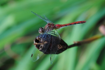 Ruby Meadowhawk Dragonfly