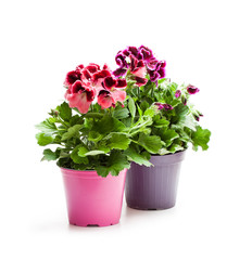 Colorful  Pelargonium flowers in flowerpot isolated on white