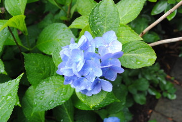 Blue Hydrangea