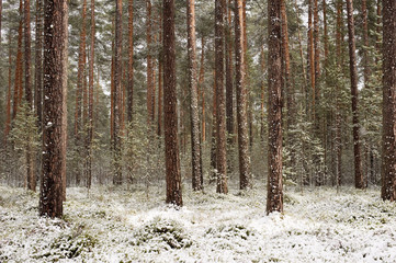 Pine forest. Winter lanscape in Finland.