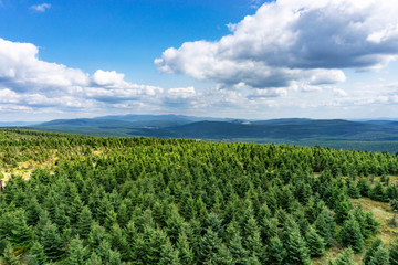 Fototapeta na wymiar A picturesque view to the top of the mountain in the Czech Republic, a forest in the mountains, dry trees