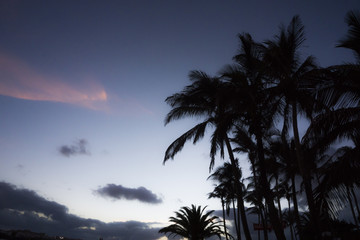 Naklejka premium Palmeras contraluz