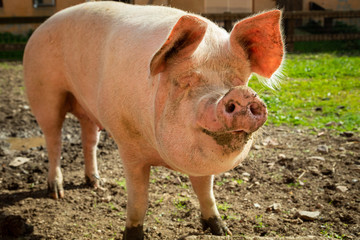 Schweinezucht - Glückliches Bio-Schwein auf dem Biohof