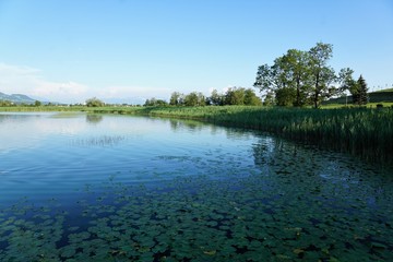 Seegräben am Pfäffikersee in der Schweiz im Sommer