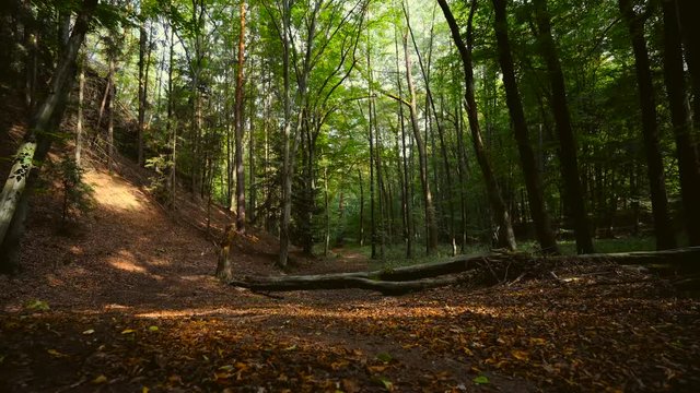 Relax video from forest