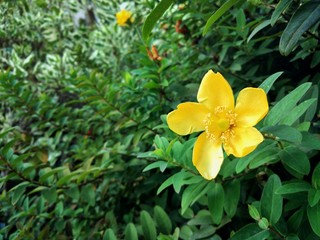 Blooming yellow flower on a green background of leaves