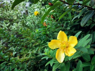 Blooming yellow flower on a green background of leaves
