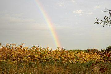 Rainbow over the field. Rainbow close-up. The rainbow in the sky. Rainbow after rain.
