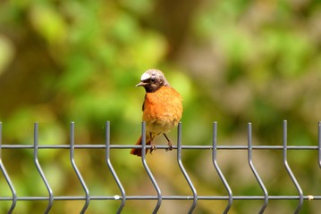 Samiec pleszki w letnim słońcu © Katarzyna