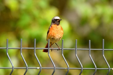 Samiec pleszki w letnim słońcu © Katarzyna
