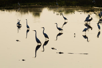 Birds reflected on water. Brazilian wildlife