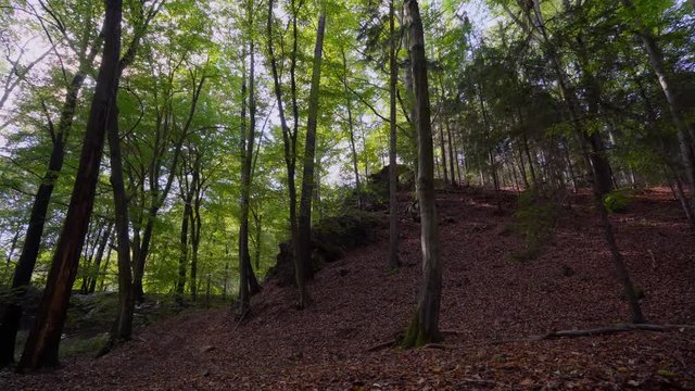 Relax video from forest
