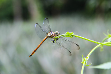 Dragonfly sitting on a small  stick