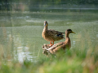 Two mallards by water. Two Wild ducks by the lake