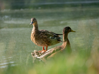 Two mallards by water. Two Wild ducks by the lake