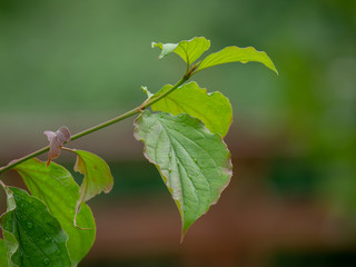 Green leaves closeup. Blurred background.