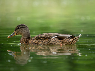 Mallard on water. Wild duck on the lake. Summer lake and mallard.