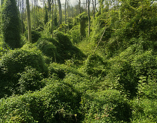 Bavaria, Isarauen - protected environment along the Isar river: parasitic rambling plants tangled...