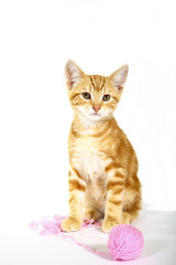 Ginger mackerel tabby kitten playing with a ball of pink wool