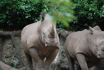 Fototapeta premium Fantastycznie wyglądający nosorożec stojący obok drugiego