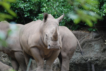 Fototapeta premium Fantastyczny nosorożec z bliska i osobisty