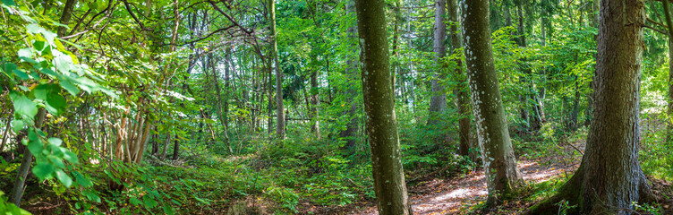 Fototapeta premium Las z drzewami i liśćmi