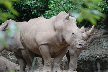 Naklejka premium Świetnie wyglądający nosorożec stojący z grupą