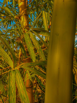 Bambu