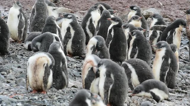 Gentoo Penguins chiks on the nest