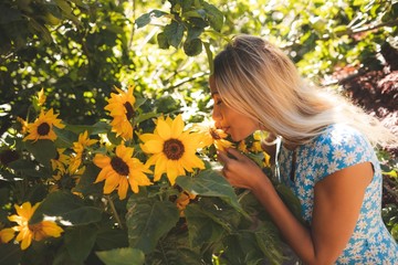 Woman smelling sunflower in the garden