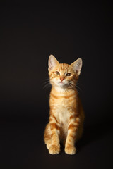 Ginger mackerel tabby kitten isolated on a black background