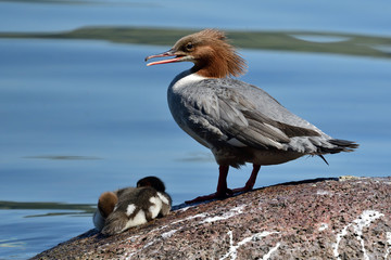 Portrait of a common merganser (mergus merganser) standing on a rock with it's ducklings  © tom