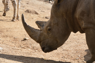 Fototapeta premium Nosorożec z głową opuszczoną na ziemię