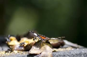 butterfly on leaf