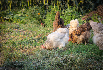Hens on the green blurred background