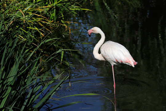 Full body of flame-colored flamingo bird wading on the lake