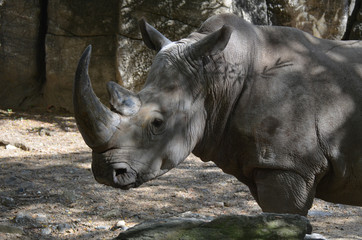 Fototapeta premium Nosorożec stojący w cieniu w letni dzień