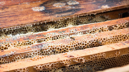 Hive with bees. Honey is an environmentally friendly product without chemicals. Healthy food. Sweet element of any diet. Production of honey. Honey farm.