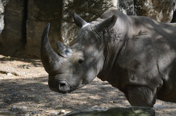 Naklejka premium Fantastyczny profil nosorożca z długim rogiem
