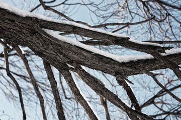 tree birch bare winter sky